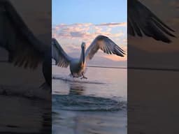 Dalmatian pelican flying in the most beautiful morning light ✨ #shorts #wildlifephotography #birds