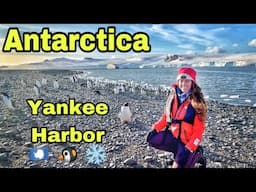 ANTARCTICA 🇦🇶 - Yankee Harbor 🐧❄️