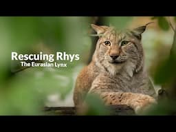 Rescuing Rhys the Eurasian Lynx