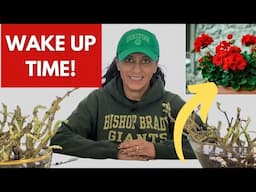 Revive & Bring Geraniums Out of Winter Dormancy || Budget Gardening