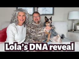 What Is My Australian Cattle Dog Really Mixed With? Lola's DNA Results!