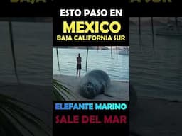 PARTE 3 DE 3 - Elefante marino aterroriza en playa de México.