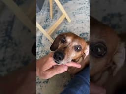 the almost-petting challenge with Ricky | #dachshund #challenge #dog