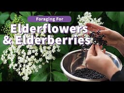 Foraging for Nature's Hidden Treasure 🔎 American Elderberry and Flower