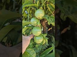 Mango Tree, Passion Fruit Vine and Gingers in a Wicking Bed