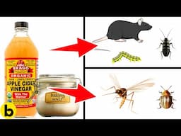 Effectively Get Rid Of Pests Using Epsom Salt & Baking Soda