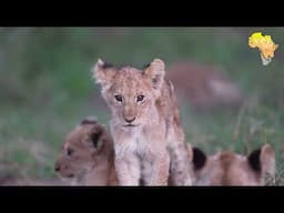 Lion cubs playing when moms not around