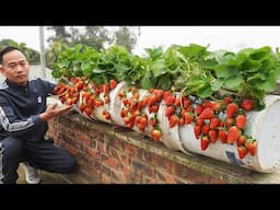 Create A STRAWBERRY Paradise Using Old Plastic Containers Filled With Juicy Fruit