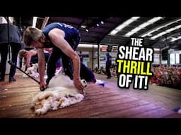 Shearing Competitions Explained!