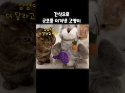 간식으로 공포를 이겨낸 고양이