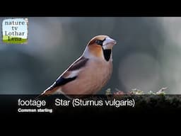 footage Kernbeisser (Coccothraustes coccothraustes)   Hawfinch