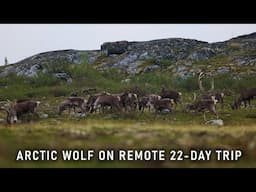 Arctic wolf loses big herd, finds us on 22-day wilderness trip