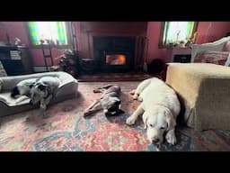 Wood Stove And Dogs, Morning Meditation