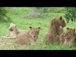 HUGE 22 Birmingham Pride of Lions with 2 White Lions (Kruger National Park)