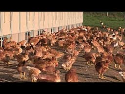 Poulet fermier VS industriel : Ce qui se cache dans vos assiettes