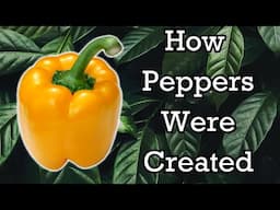 The Origins of Peppers Explained