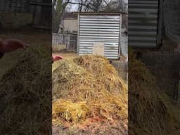 HOT 🥵 COMPOST #chicken #permaculture #chickencoop