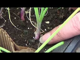 How To Grow Onions From Seed Starting - Curing The Onion Bulbs For Storage