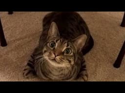 funny cat videos 2025