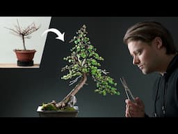 A Japanese Larch Becomes a Bonsai