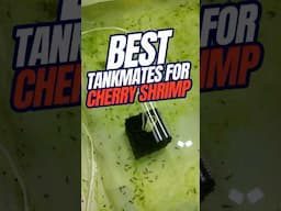 Shrimp in FISH Tank | BEST Tankmates for Cherry Shrimp