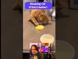 Cat Steals Butter..WHILE SLEEPING! #pets #cats ##reaction #funnymoments