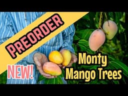 PREORDER 'Monty' Mango Trees TODAY! NEW Variety!