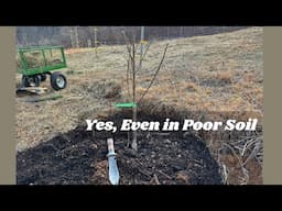 How we Plant Fruit Trees for Optimal Yields