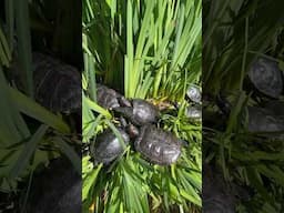 Little guys just grabbing some sun ☀️ #turtles #pond #watergarden