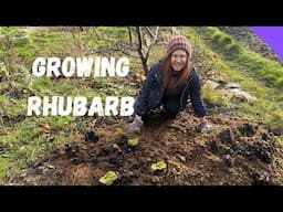 How To Force Rhubarb For An Early Crop - Allotment Gardening UK