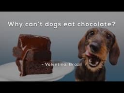 Why can't dogs eat chocolate?