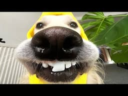 Cute and Funny Animal Videos🤣Hilarious Dogs & Cats Videos🐾