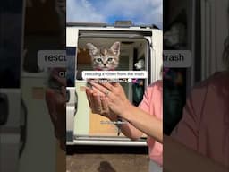 Rescuing a Kitten From The Trash | One Year Update! #rescuekitten #vanlife