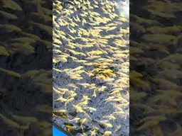 Thousands of Yellow Colored Fish 🐠