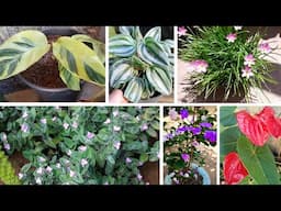 +60 nomes de Plantas lindas com fotos( folhagens, suculentas, palmeiras e flores)