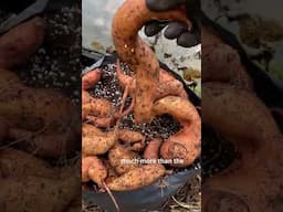 An Unexpected Benefit #containergardening #growyourownfood  #sweetpotato