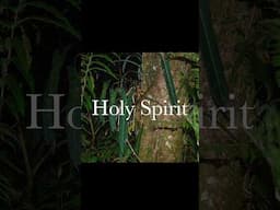 The Holy Spirit Plant #plants #aroids #plantlover