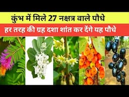 कुंभ में मिले 27 नक्षत्रों के असली पौधे | Nakshatr ke Paudhe | Home Garden