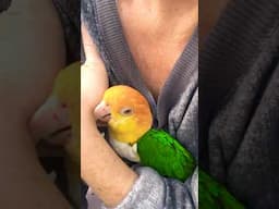 Puffman Caique Loves Mom #caiqueparrot #parrot