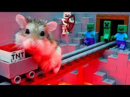 MAJOR HAMSTER escapes most extreme hamster MAZE with TRAPS stories #hamster #maze #DIY