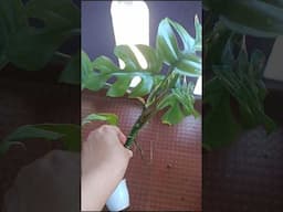 Saving monstera deliciosa