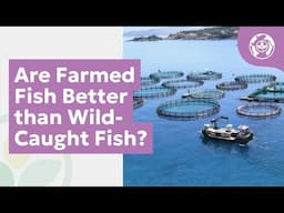 Are Farmed Fish Better than Wild-Caught Fish?