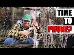 5 Raspberry Pruning Tips - Garden Quickie Episode 229