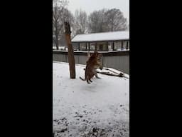 Scenes from a snow day at the Saint Louis Zoo