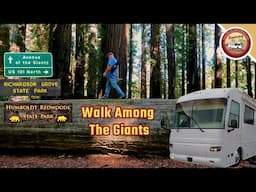 California's Majestic Humboldt Redwoods & Richardson Grove State Parks & Avenue of the Giants