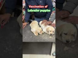 Vaccination of cute labrador puppies | Show quality labrador puppies | Labrador #youtubeshorts