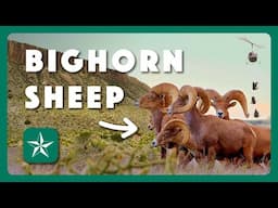 Restoring Texas Bighorn Sheep