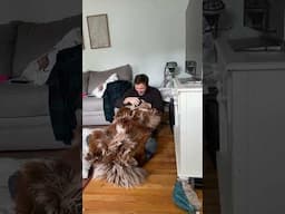 GIANT fluffy dog plays with his human