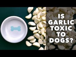 IS GARLIC TOXIC TO DOGS?