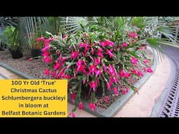 100 Yr Old True Christmas Cactus Schlumbergera buckleyi in Bloom at Belfast Botanic Gardens #cacti